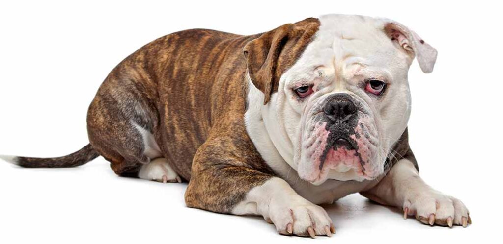 how to keep a bulldog healthy