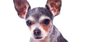 old chihuahua