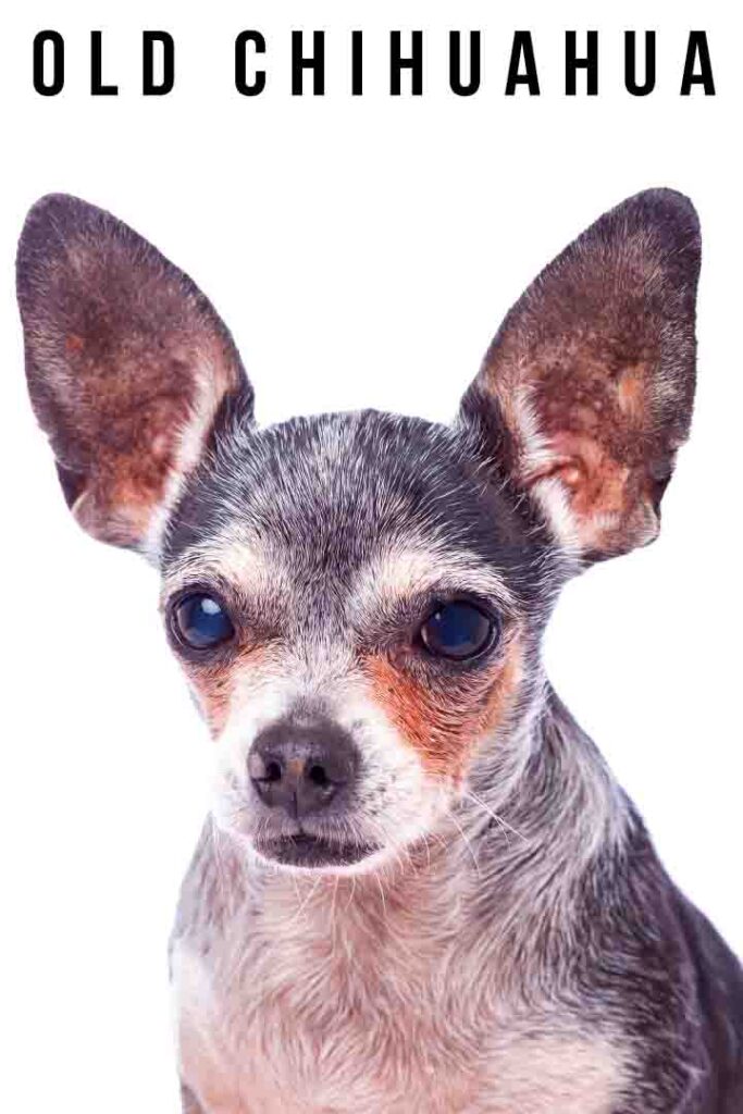 old chihuahua