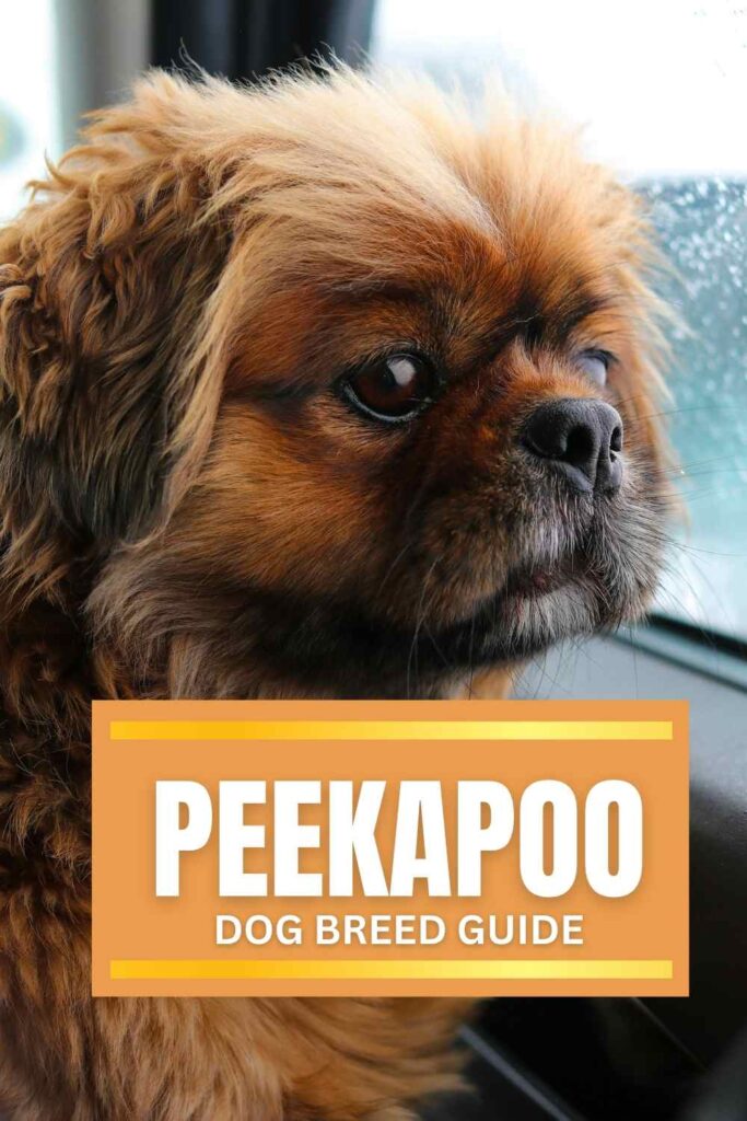photo of a peekapoo dog