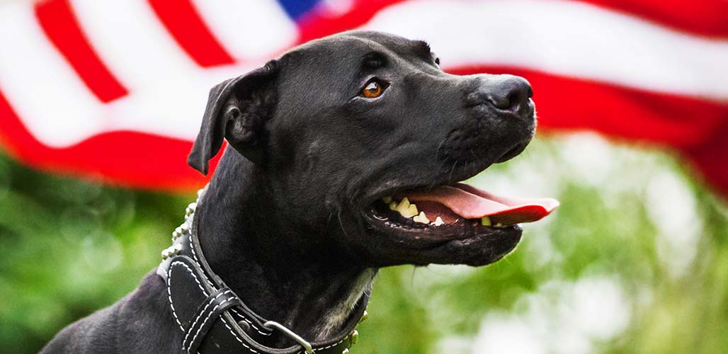 all black pitbull dog