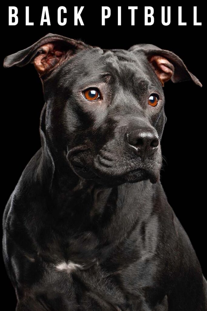 black pitbull dogs