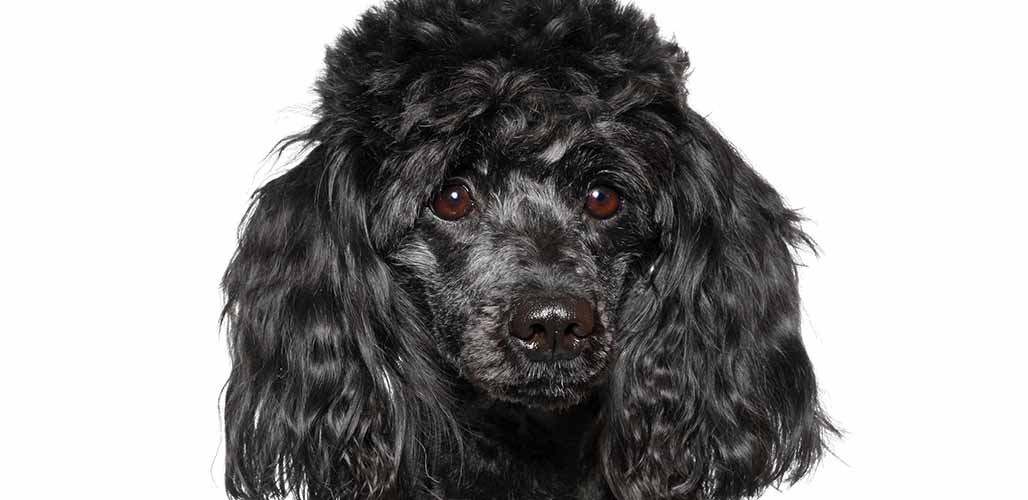 Black Poodle - A Complete Guide To The Black Poodle