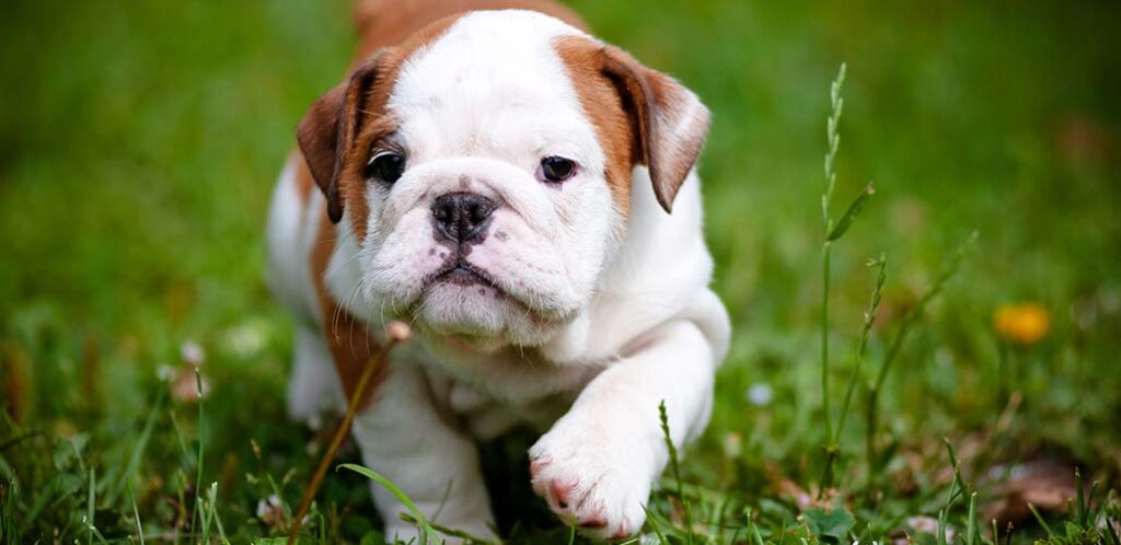 bulldog puppy in the backyard