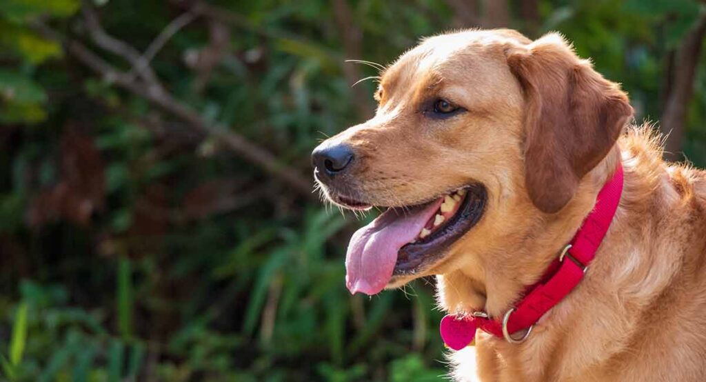 dogs golden retriever lab