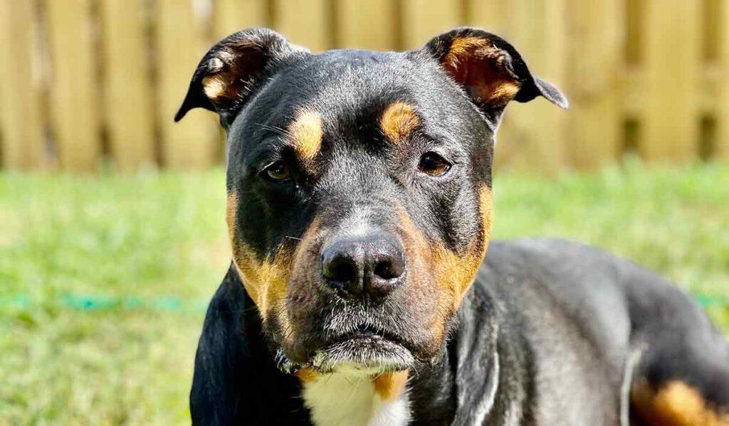 rottweiler bull terrier mix