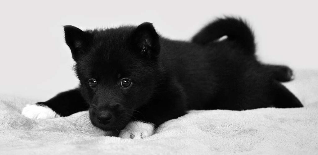 solid black siberian husky