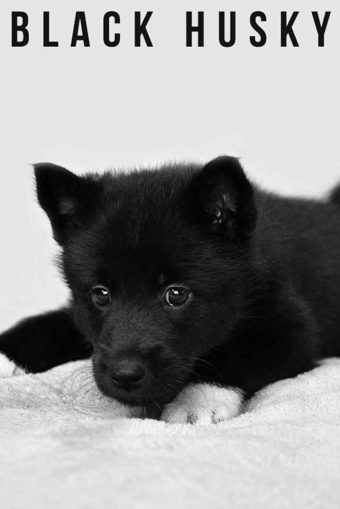 solid black siberian husky