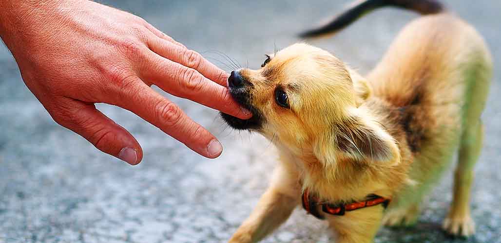 why do dogs pinch bite