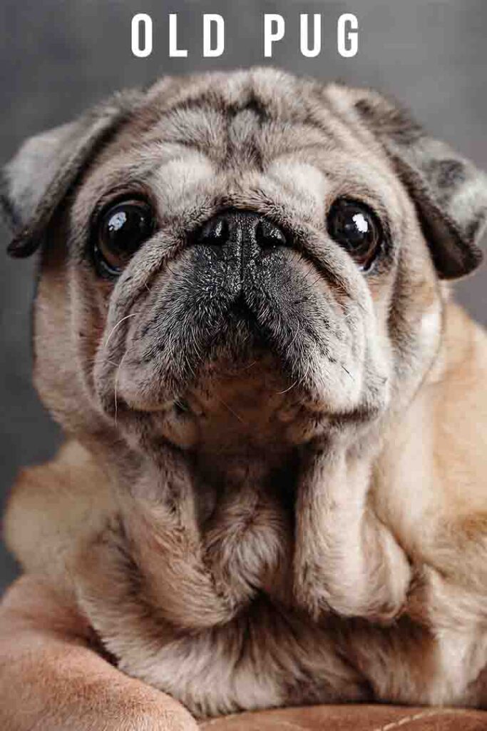 Older pug and hot sale health problems symptoms