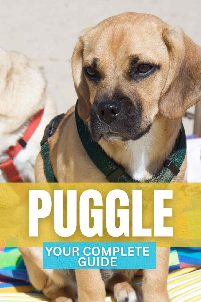 photo of a puggle dog sitting on a beach