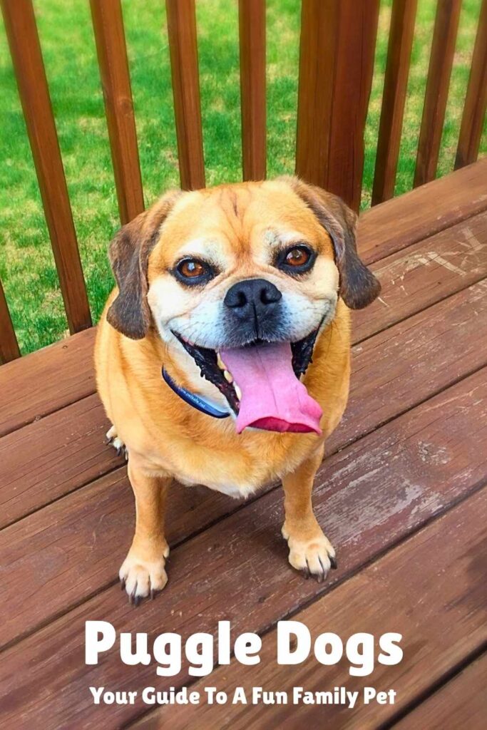 photo of a puggle sitting on some decking