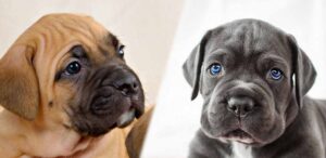 cane corso colors