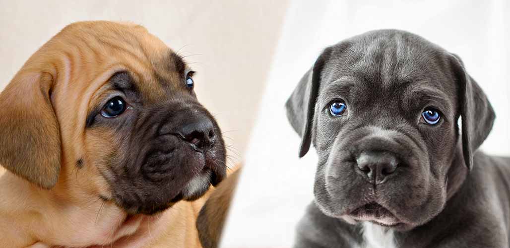 what makes a cane corso