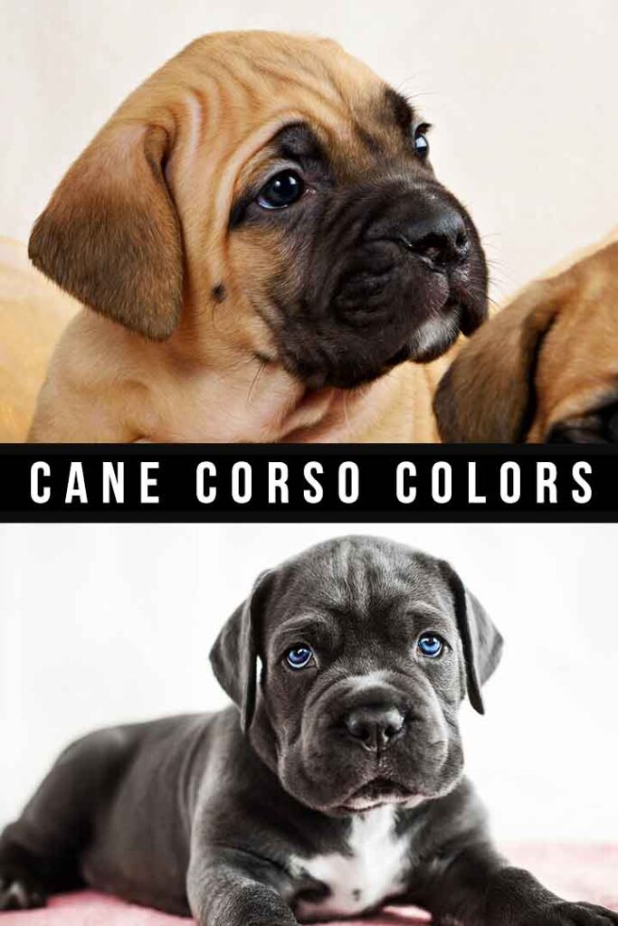 cane corso colors