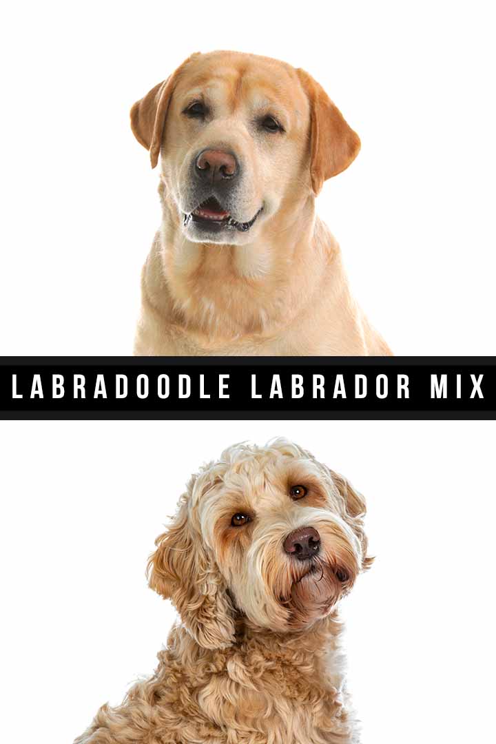 Labradoodle Labrador Mix - What To Expect From This Unusual Cross