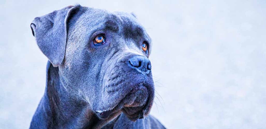 Blue cane corso store mastiff