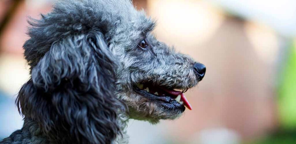 Blue parti hot sale poodle