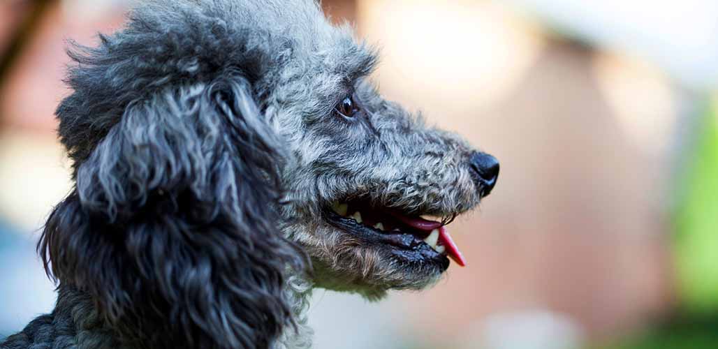 Blue eyed clearance poodle for sale