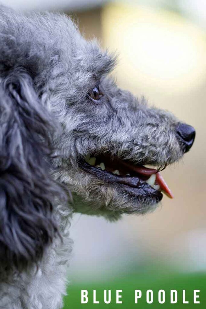 Blue Standard Poodle Puppies