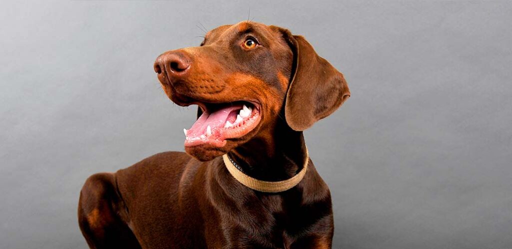 brown doberman dog