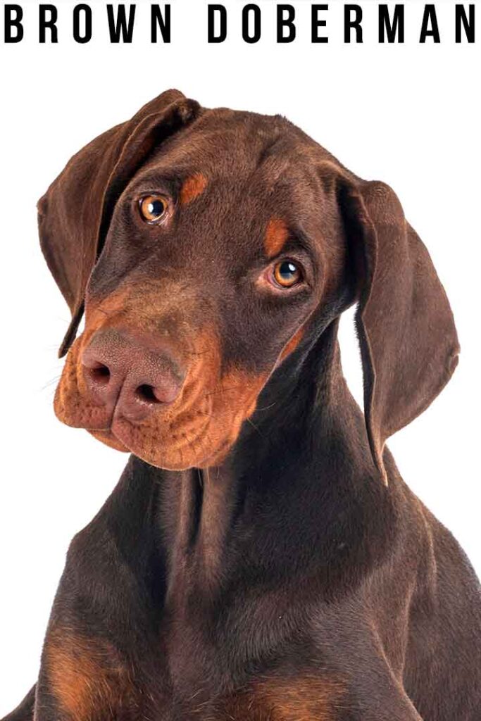 do doberman puppies change colors