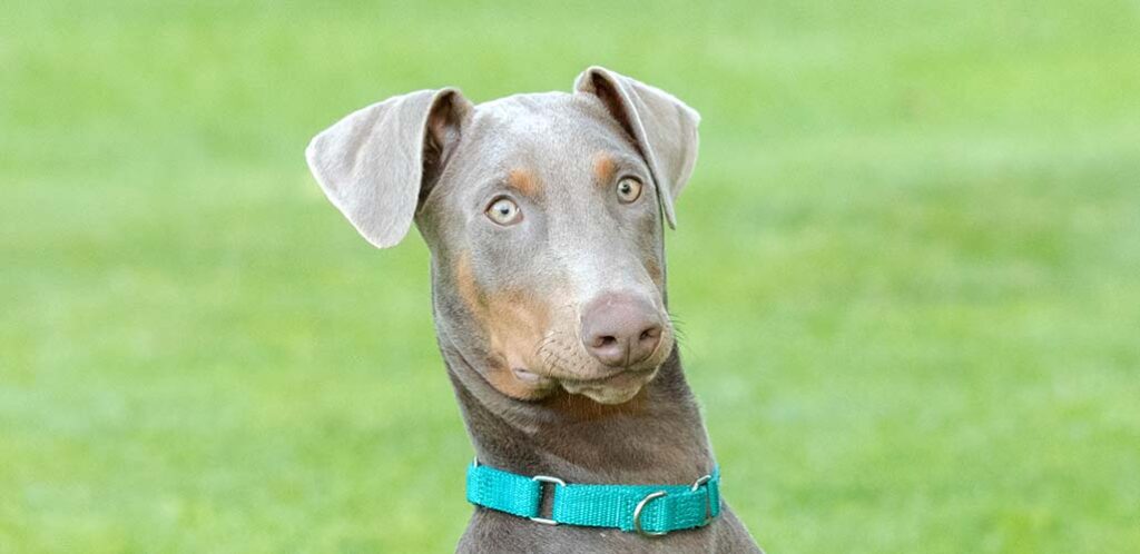 fawn doberman puppy