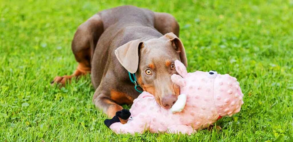 fawn doberman