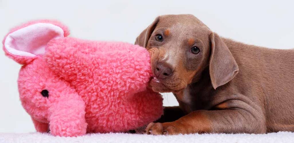 fawn doberman puppy