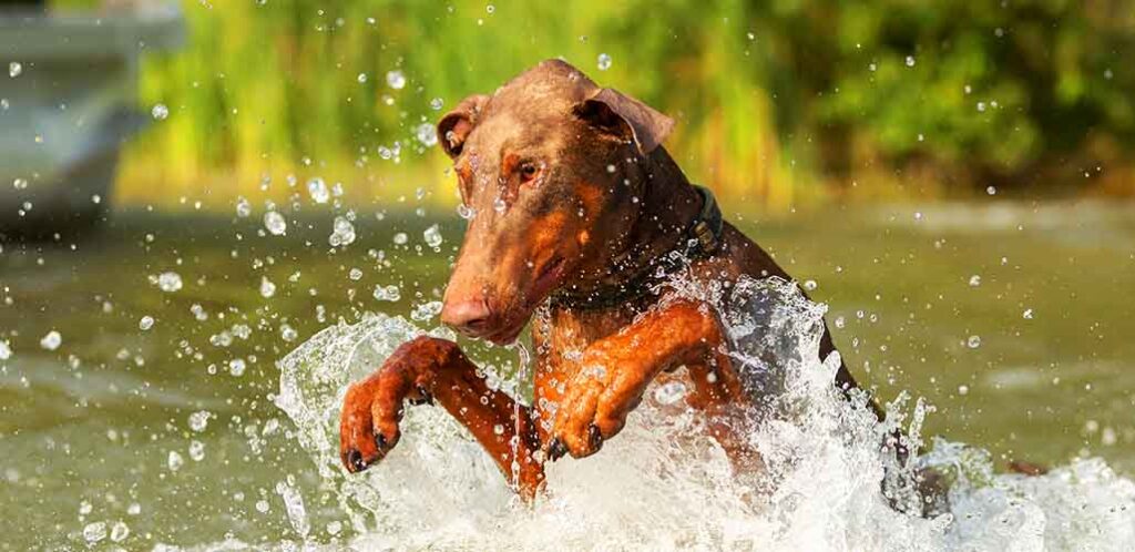 fawn doberman