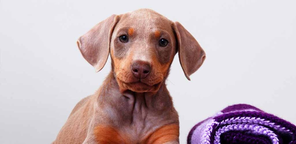 fawn doberman puppy