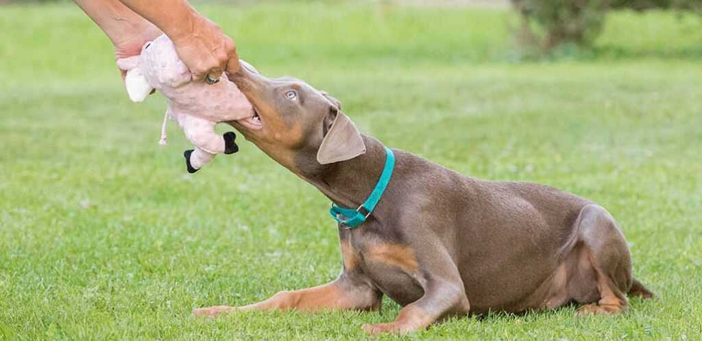 fawn doberman puppy