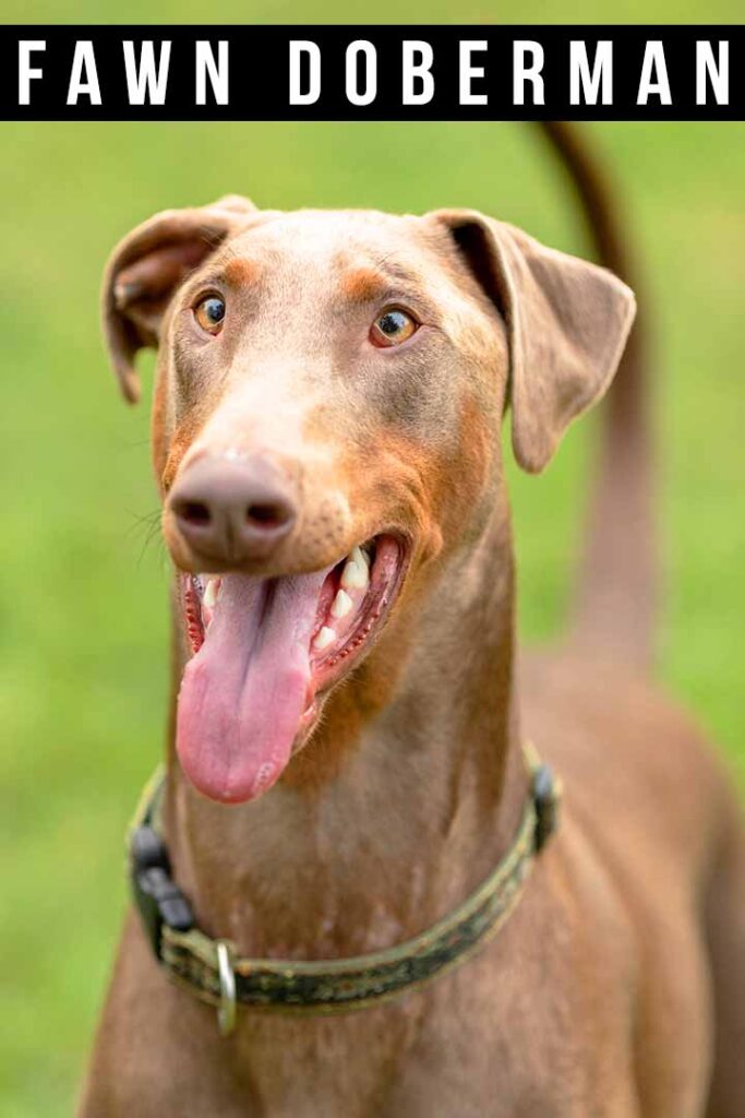 fawn doberman