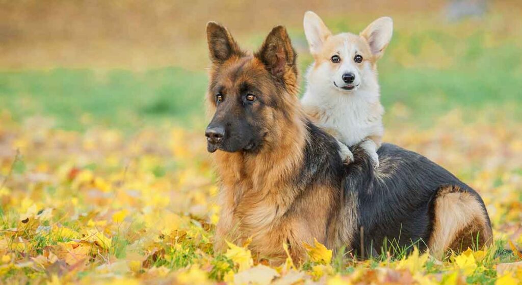 are german shepherds herding dogs