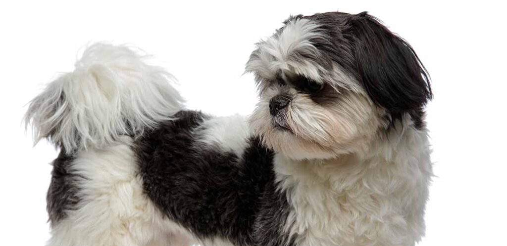 Silver and white shih sales tzu