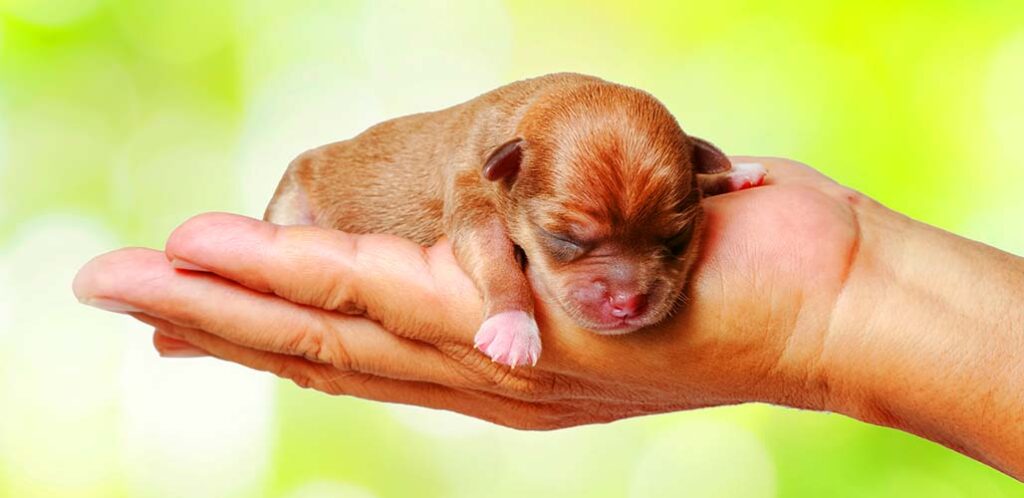 newborn chihuahua