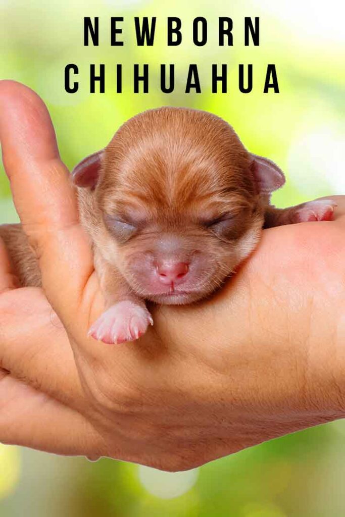 newborn chihuahua