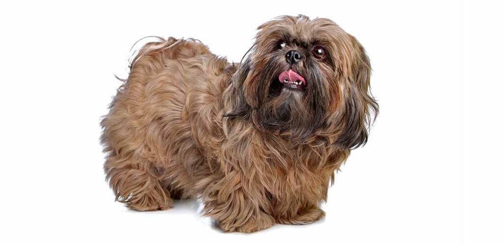 what is the best color for shih tzu