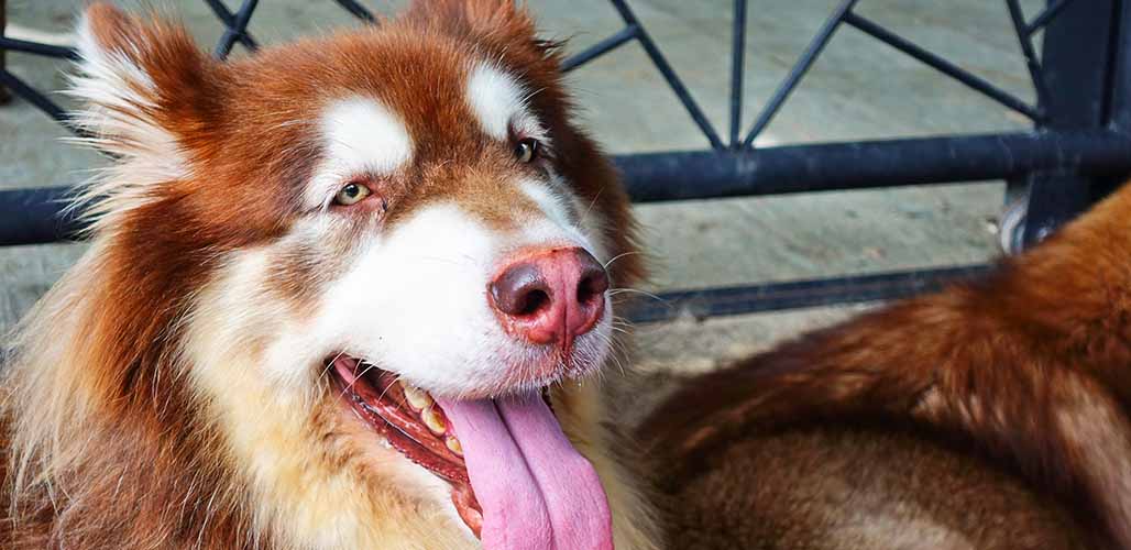 does the alaskan malamute grow big