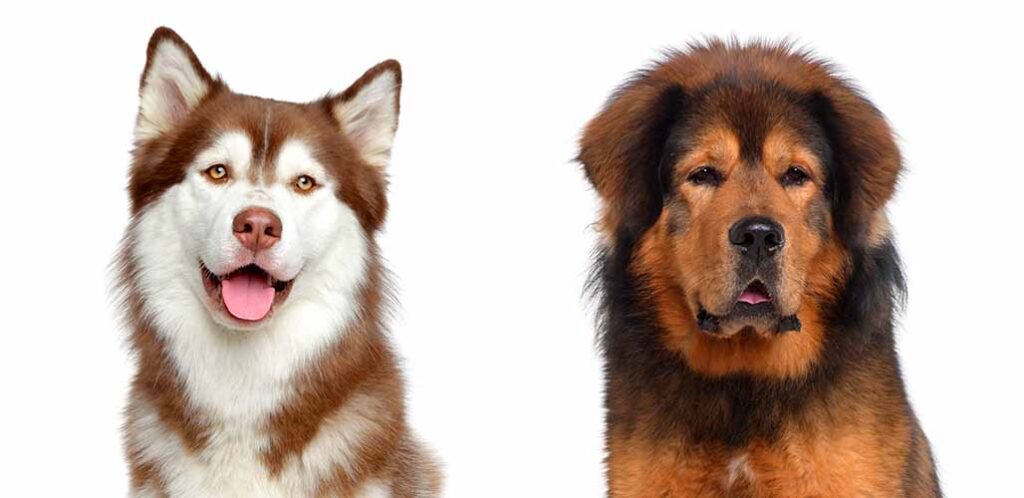 Tibetan Mastiff Mix Traits and Care