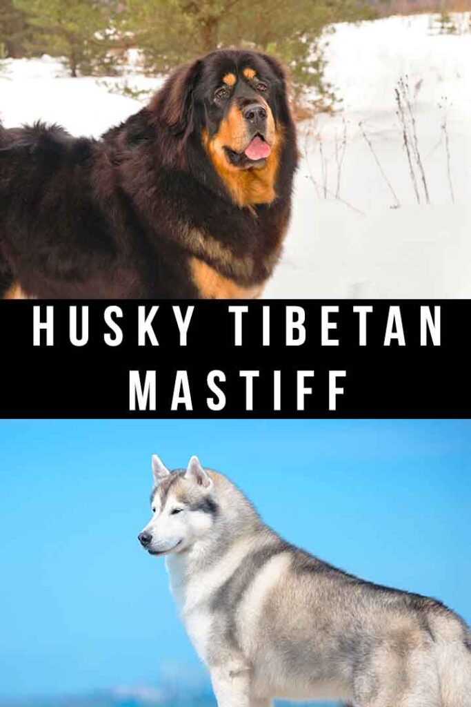 husky tibetan mastiff mix