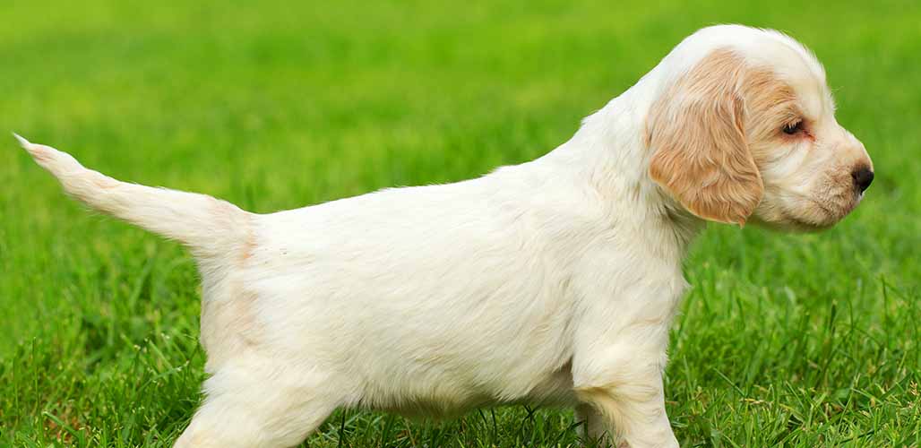 brown and white cocker spaniel