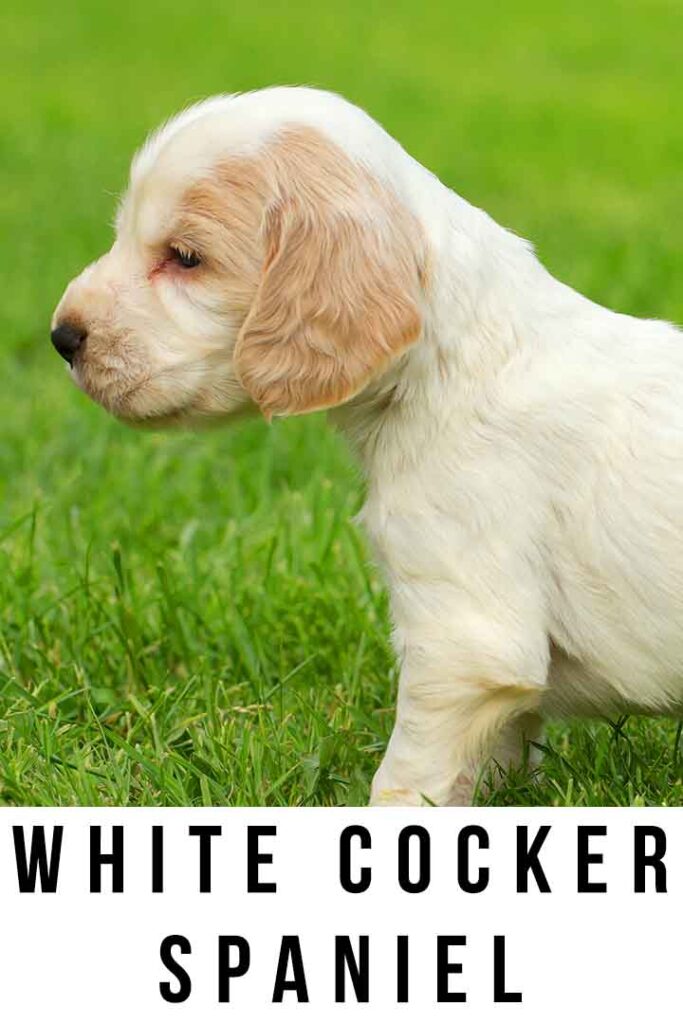 white cocker spaniel