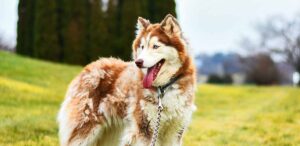 wooly husky dog standing in a field