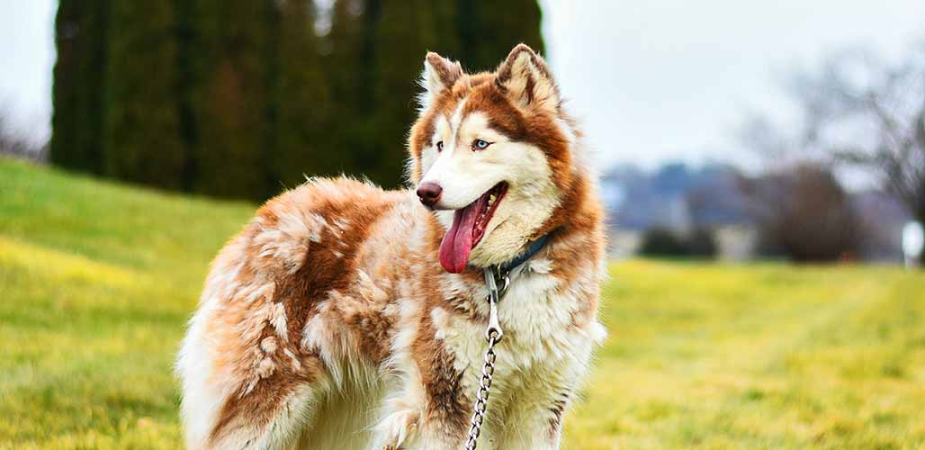 long hair siberian husky