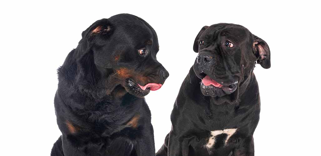 Cane Corso Rottweiler Mix Breed Traits