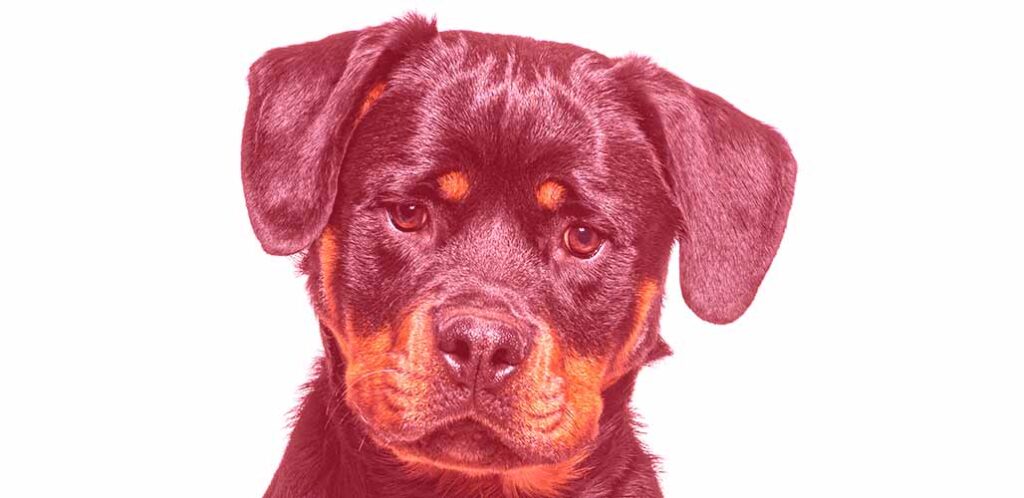 red colored rottweiler dog