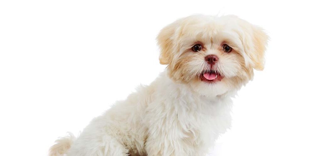 where are shih tzu puppies