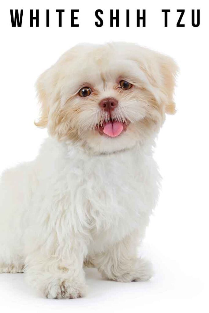 are shih tzu the most intelligent dogs