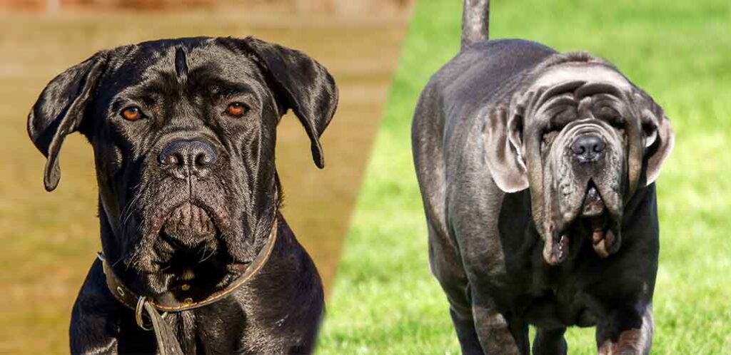 are cane corsos related to mastiffs